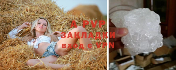 прущие грибы Абаза