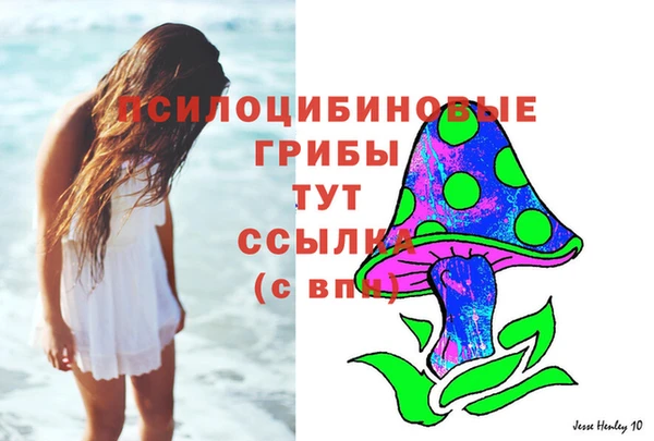 прущие грибы Абаза